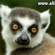 Lemur