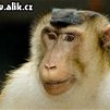 Marak