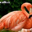 Plame��k
